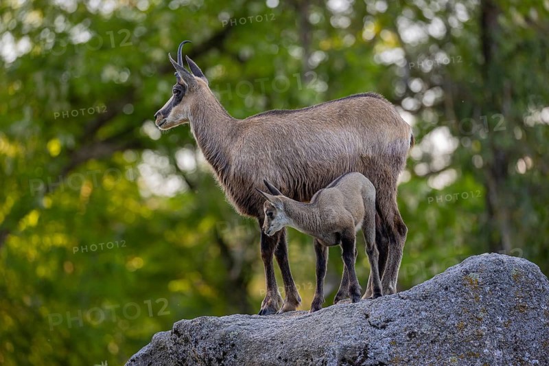 One adult female chamois (Rupicapra rupicapra) and her baby standing on a rock. A green forest in the background