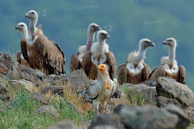 Egyptian vulture with group of Griffon Vulture, big birds of prey sitting on stone, rock mountain, nature habitat, Madzarovo, Bulgaria, Rhodopes. Wildlife scene, nature. Bird in the stone habitat