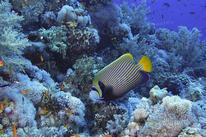 Emperor angelfish (Pomacanthus imperator)
