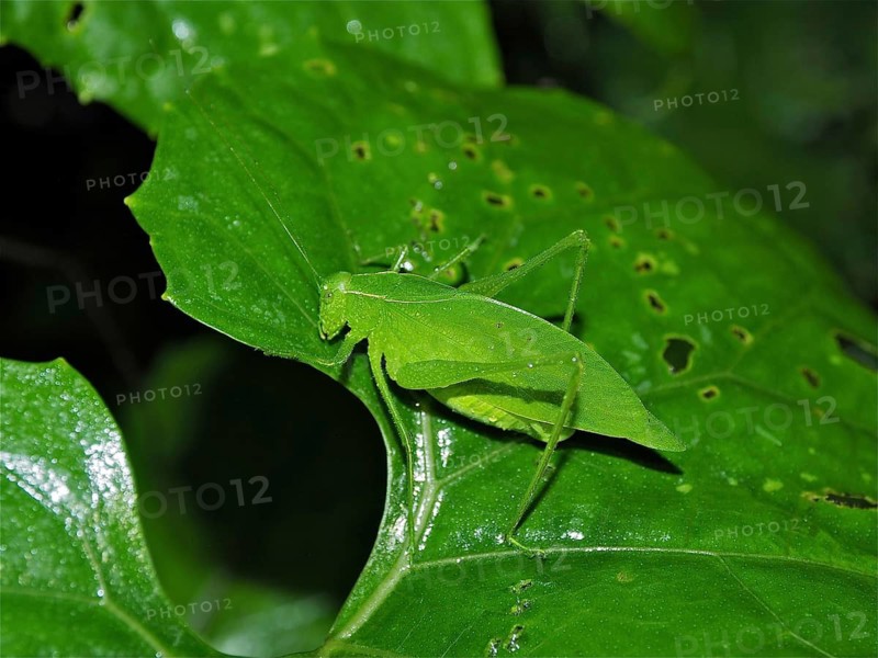 Cuban giant leafhopper (Stilpnochlora couloniana), leafhopper, grasshopper, Monteverde cloud forest, Costa Rica, Central America