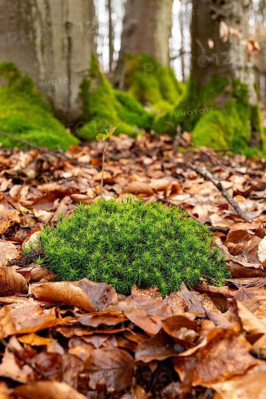 Small moss cushion on forest floor covered with autumn leaves, moss-covered trees in the background, North Rhine-Westphalia, Germany