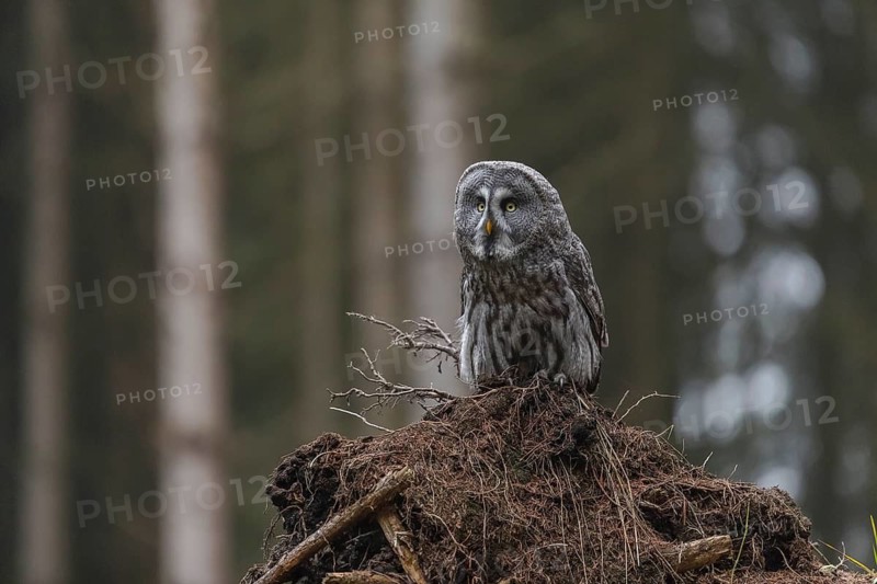 One great grey owl (Strix nebulosa) sitting on the root of a fallen spruce tree