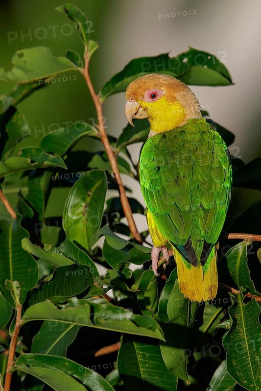 White-bellied Parrot (Pionites leucogaster) perched on a branch in the Amazon of Brazil