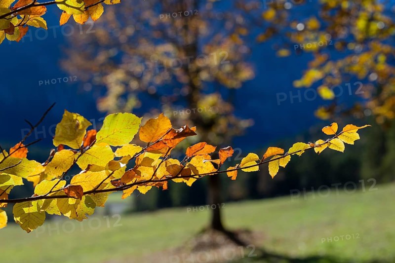Backlit leaves of the European Beech or Common Beech (Fagus sylvatica)