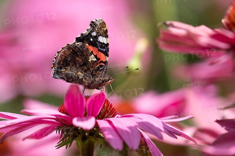 Red admiral butterfly (Vanessa atalanta) adult insect feeding on garden Cone flower (Echinacea purpurea) flowers in summer, England, United Kingdom