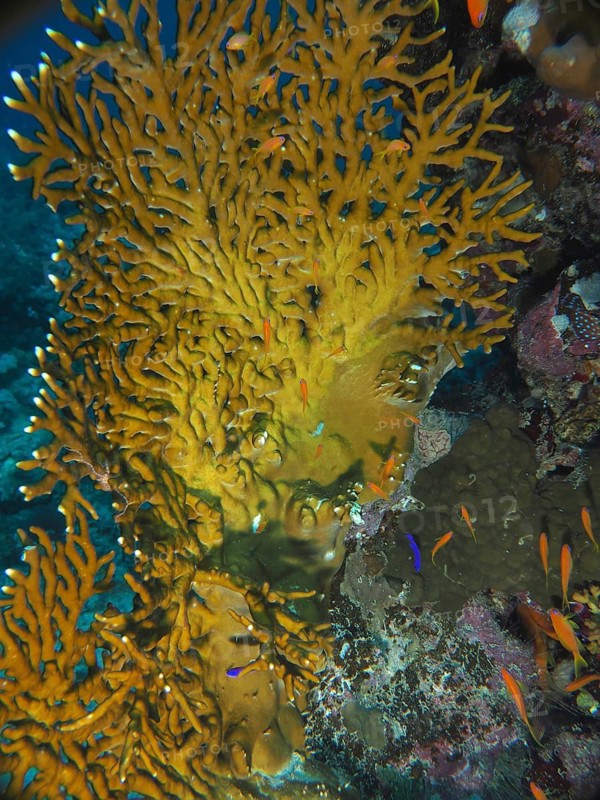 Lattice fire coral (Millepora dichotoma)