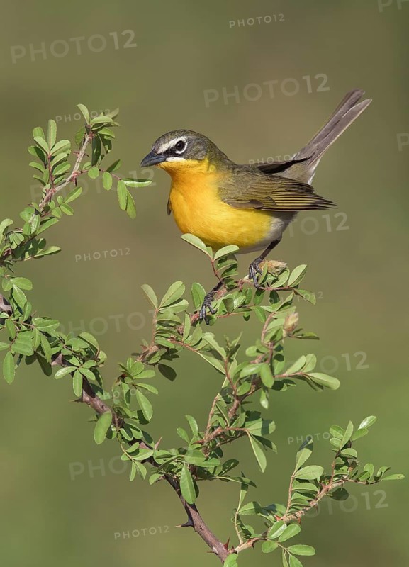 Yellow-breasted Chat (Icteria virens) perched on a branch, Texas, USA