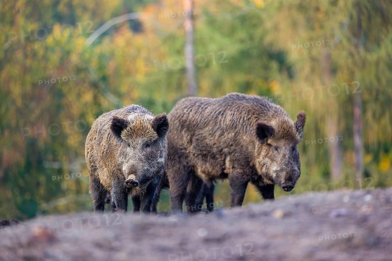 Two wild boar or wild pig (Sus scrofa), run across a clearing in hilly terrain in search of food. In the background you can see a forest in the fall foliage