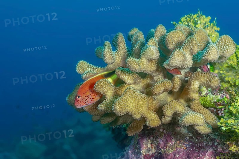 A black-sided hawkfish rests within branching coral in the Maldives, blending with its surroundings while its red spots and yellow body stand out against the reef