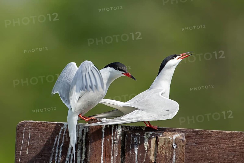 Common tern (Sterna hirundo) two adult birds during their courtship love display in the summer, England, United Kingdom