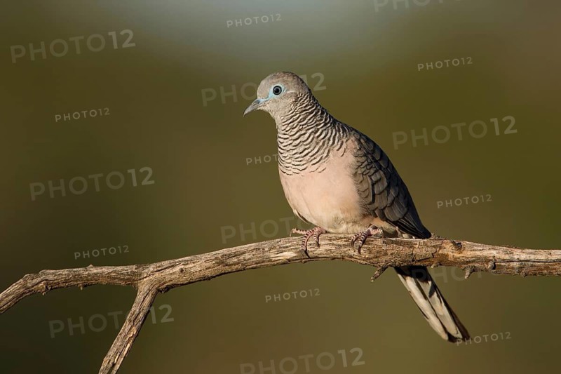 Peaceful Dove (Geopelia placida), New South Wales, Australia
