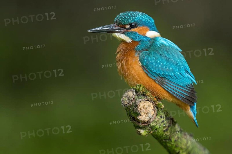 Common Kingfisher (Alcedo atthis) male perched on a branch, Lower Saxony, Germany
