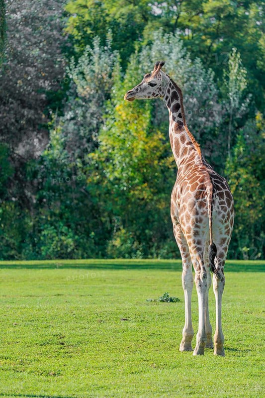 A Rothschild's Giraffe (Giraffa camelopardalis camelopardalis) walks across a green meadow. A green forest can be seen in the background