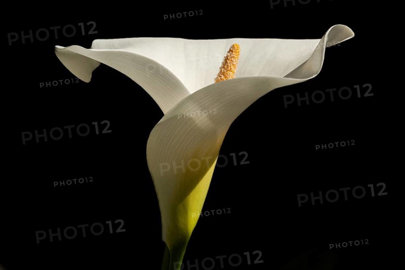 Arum or white calla (Zantedeschia aethiopica) in bloom in spring. Bas Rhin, Alsace, France