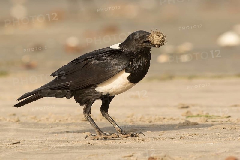 Pied Crow (Corvus albus), Gambia