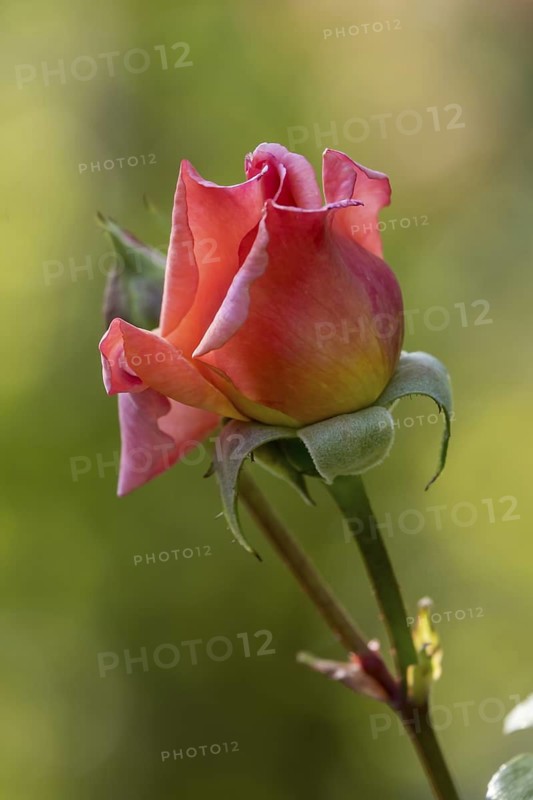 Rose (Rosa sp.), Schleswig-Holstein, Germany