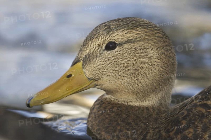 Mexican Duck (Anas diazi), New Mexico, USA