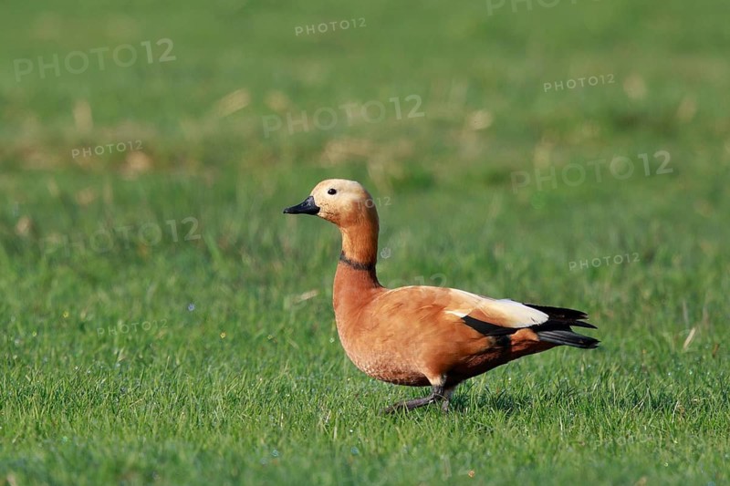 Ruddy Shelduck (Tadorna ferruginea), North Rhine-Westphalia, Germany