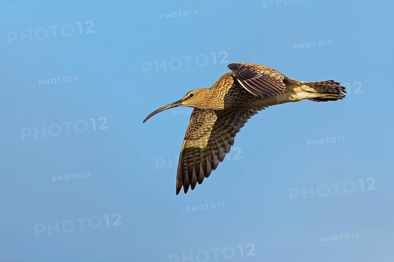 Whimbrel, Animals, Birds, (Numenius phaeopus), Aerial view, lateral, Norðurþing, Húsavík, Iceland