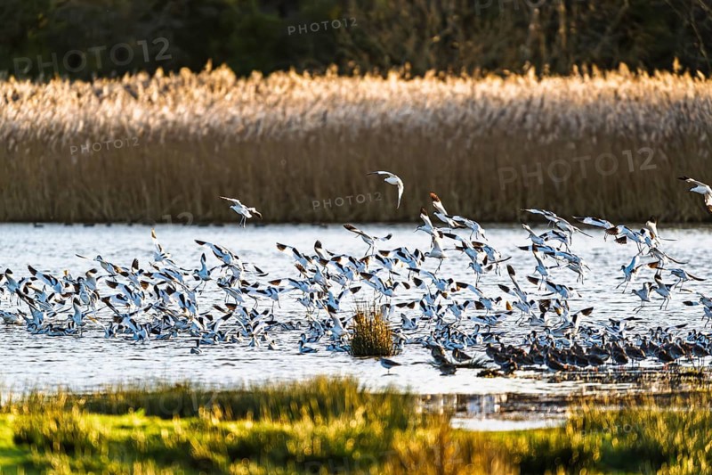 Pied Avocet, Recurvirostra avosetta, birds in flight over winter marshes, Devon, England, United Kingdom