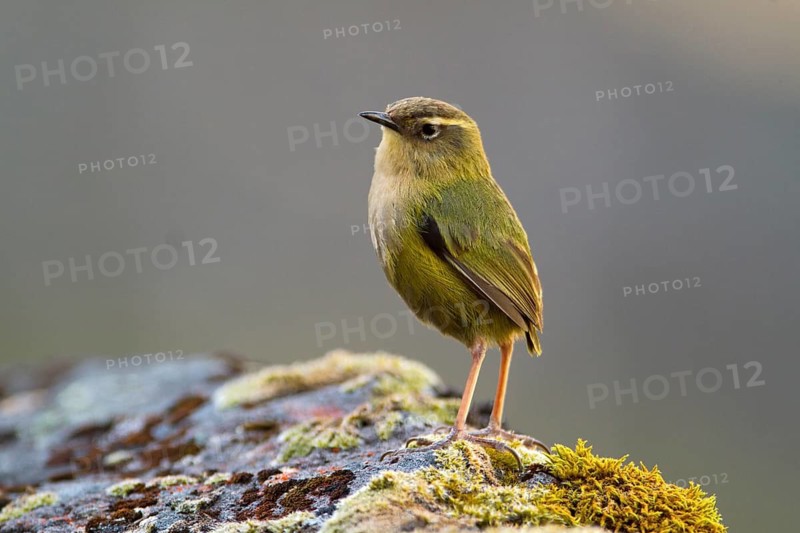 New Zealand Rockwren (Xenicus gilviventris) juvenile, South Island, New Zealand