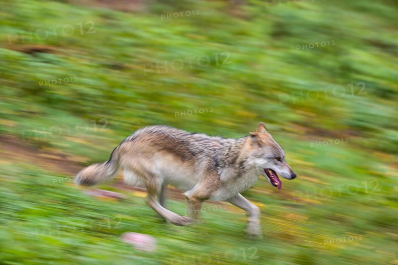 One eurasian gray wolf (Canis lupus lupus) running over a green meadow in an open forest. Motion blur, panning technique