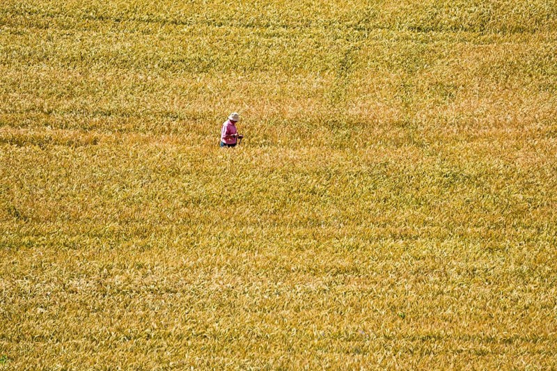 Bed in a grainfield, Germerode, Werra-Meissner district, Hesse, Germany