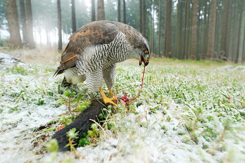 Goshawk with killed black squirrel in the forest with winter snow - photo with wide angle lens. Wildlife scene in nature habitat. Forest with Bird of prey. Animal behaviour, wildlife scene from nature