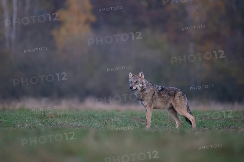 European grey wolf, Eurasian wolf (Canis lupus lupus), wolf in forest clearing, Podlaskie Voivodeship, Poland