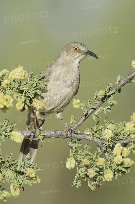 Curve-billed Thrasher (Toxostoma curvirostre), Arizona, USA
