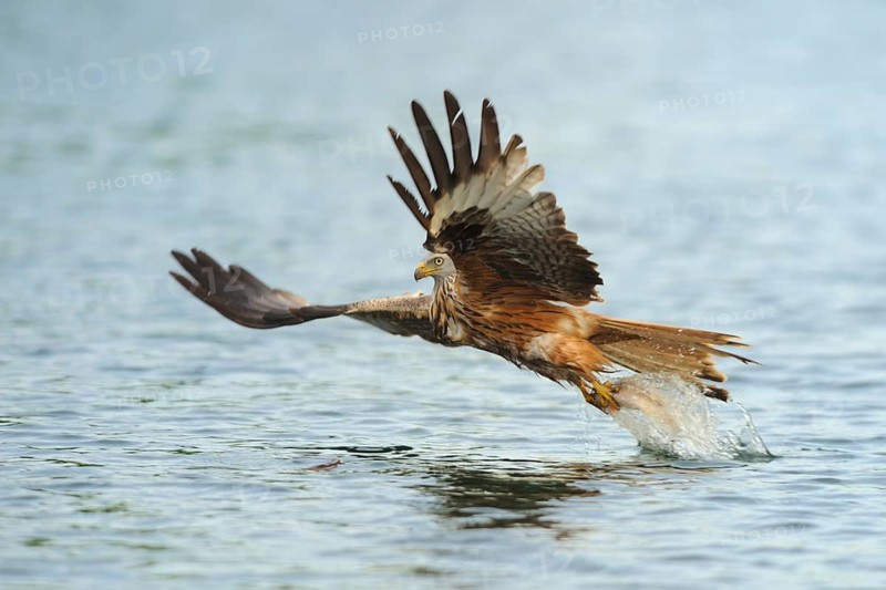 Red Kite (Milvus milvus) flying, Mecklenburg-Western Pomerania, Germany