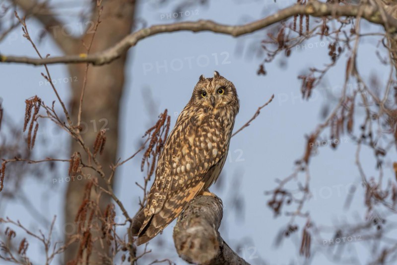 Short-eared owl (Asio flameus) sitting on a branch. Bas Rhin, Alsace, France