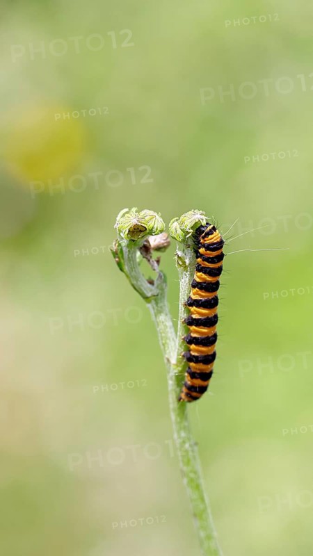 St. Jacob's weed bear or blood bear (Tyria jacobaeae), butterfly caterpillar, moth, family Arctiidae, caterpillar, feeds on St. Jacob's weed (Senecio jacobaea), Cochem, Moselle, Rhineland-Palatinate, Germany