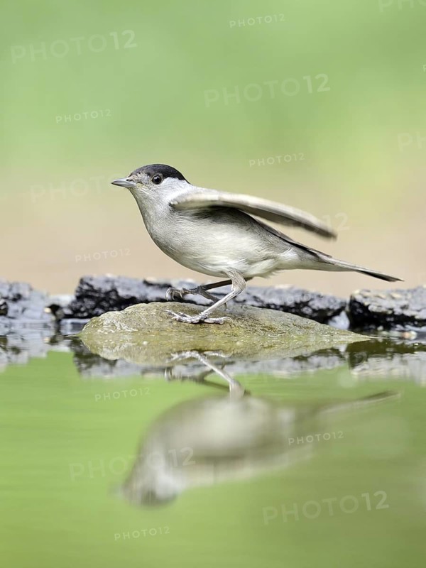 Eurasian Blackcap (Sylvia atricapilla) male, Hungary