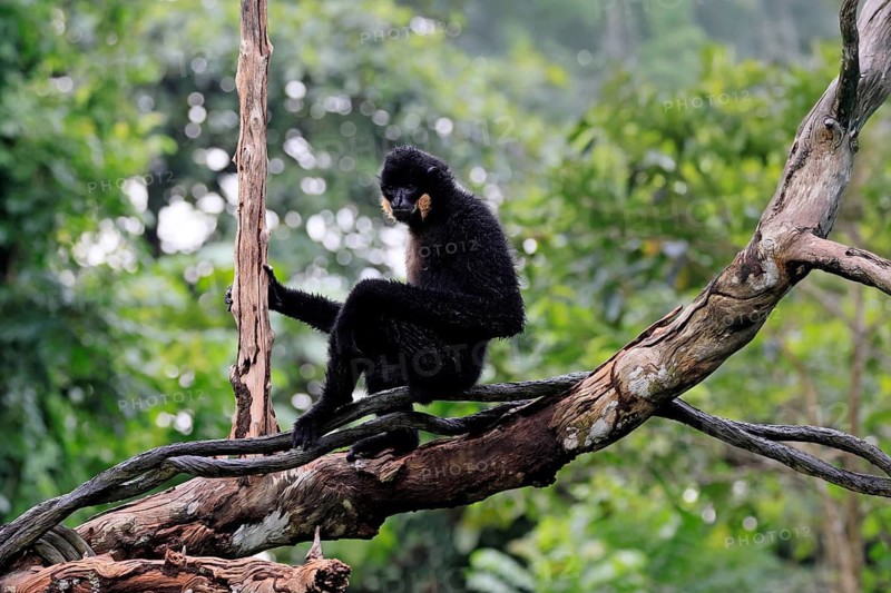 Southern yellow-cheeked gibbon (Nomascus gabriellae), adult, male, sitting, on tree, alert, Southeast Asia