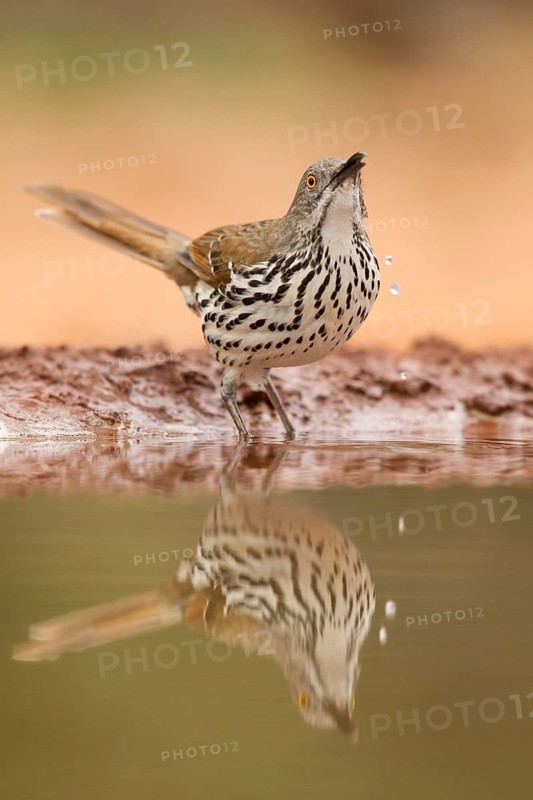 Long-billed Thrasher (Toxostoma longirostre) drinking, Texas, USA