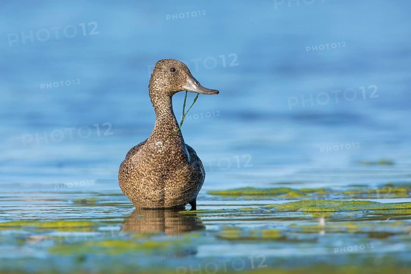 Freckled Duck (Stictonetta naevosa) female, Victoria, Australia