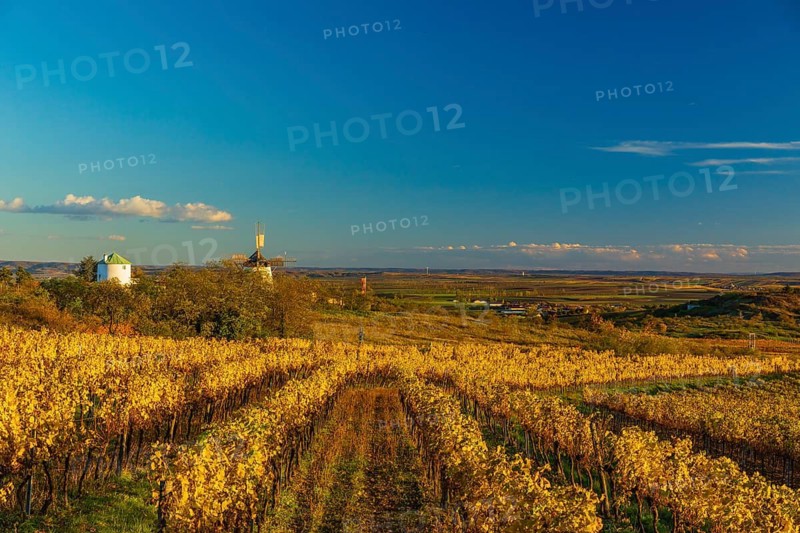 Surrounded by Vineyards. Windmill Retz, located in Lower Austria. The windmill is one of the last two operational windmills in Austria
