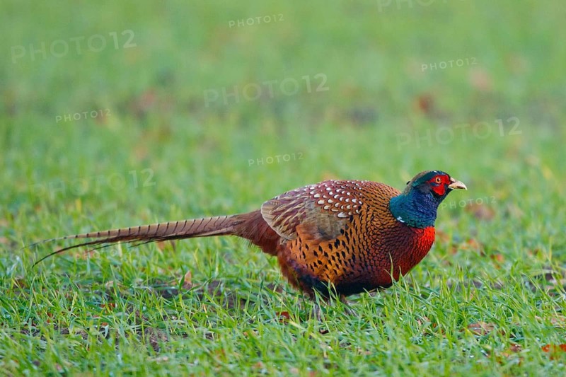 Common Pheasant (Phasianus colchicus) male, North Rhine-Westphalia, Germany