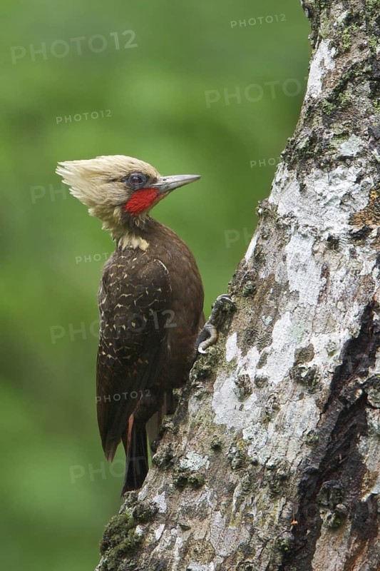 Pale-crested Woodpecker (Celeus lugubris) perched on a branch in Bolivia, South America