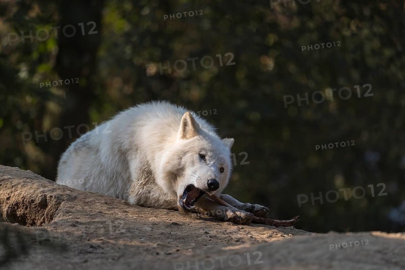 One Arctic wolf (Canis lupus arctos) lying on the forest floor, chewing on a bone. Green vegetation in the background