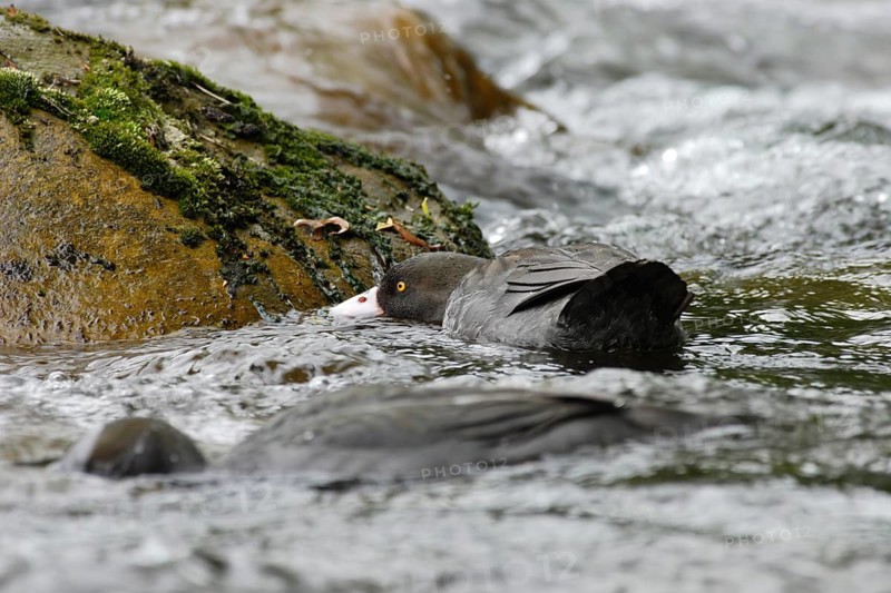 Blue Duck (Hymenolaimus malacorhynchos), New Zealand
