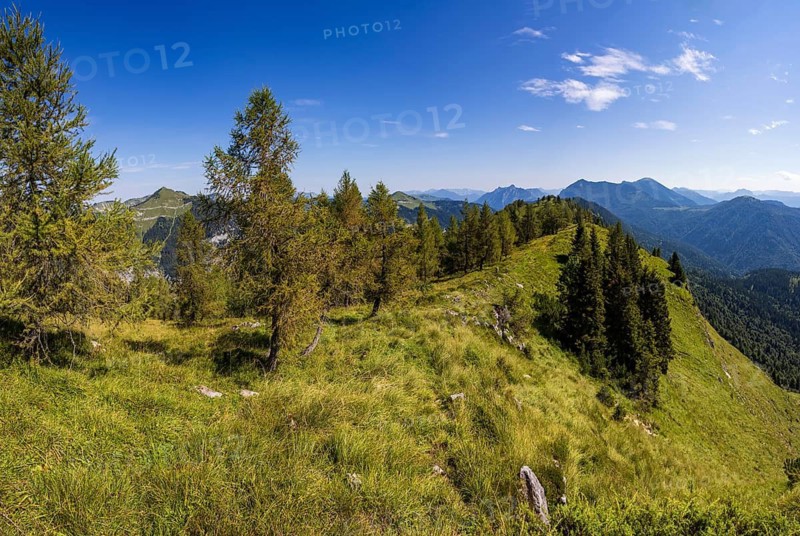 Mountain forest on the way to the Einberg, Postalm, Osterhorn group, Salzkammergut, Salzburg province, Austria