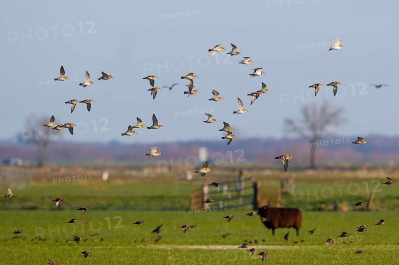 European Golden Plover & Common Starling (Pluvialis apricaria & Sturnus vulgaris) group flying, Netherlands