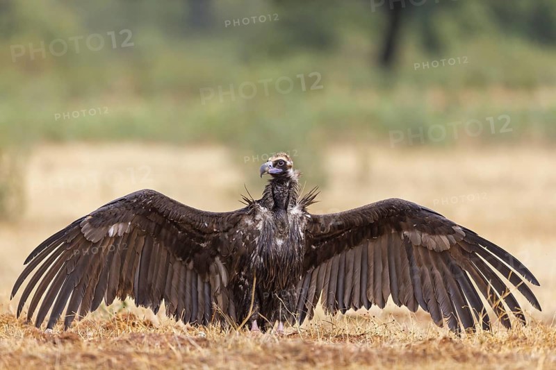 Cinereous Vulture, (Cinereous Vulture, Aegypius monachus), Animals, Birds, Sierra de San Pedro, Herreruela, Extremadura, Spain