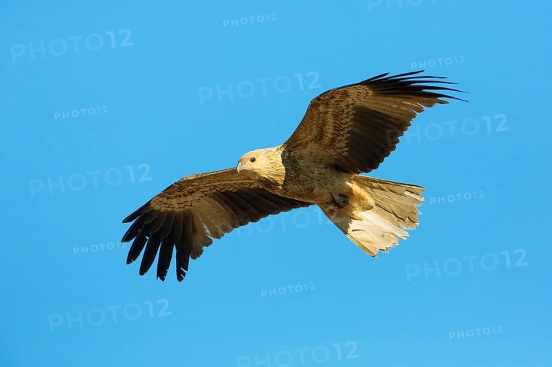 Whistling Kite (Haliastur sphenurus) flying, Northern Territory, Australia