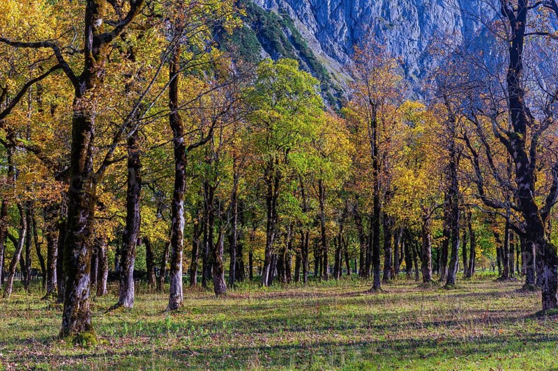 Nature conservancy area Grosser Ahornboden. Sycamore maple trees, Acer pseudoplatanus, in autumn. Karwendel mountains, Austria