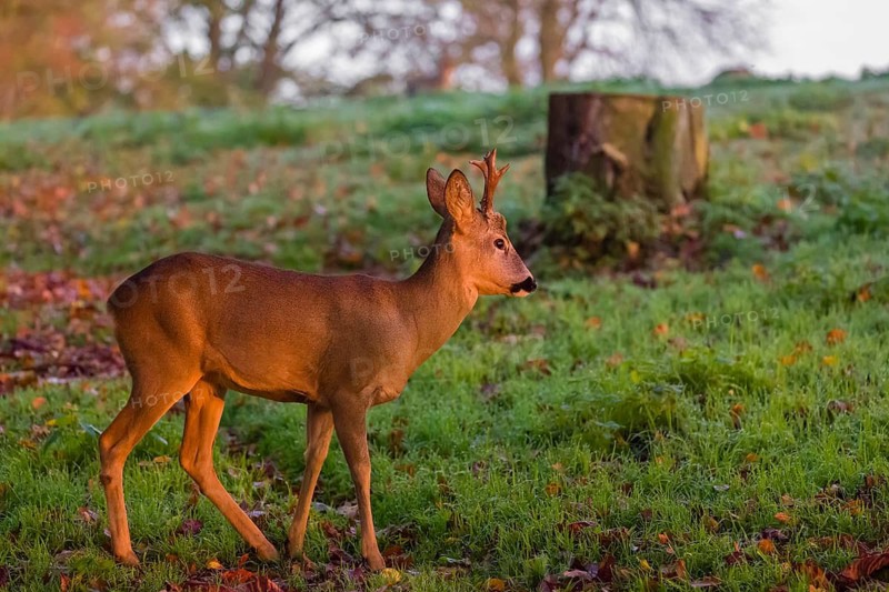 A roebuck (Capreolus capreolus) runs across a meadow at sunrise