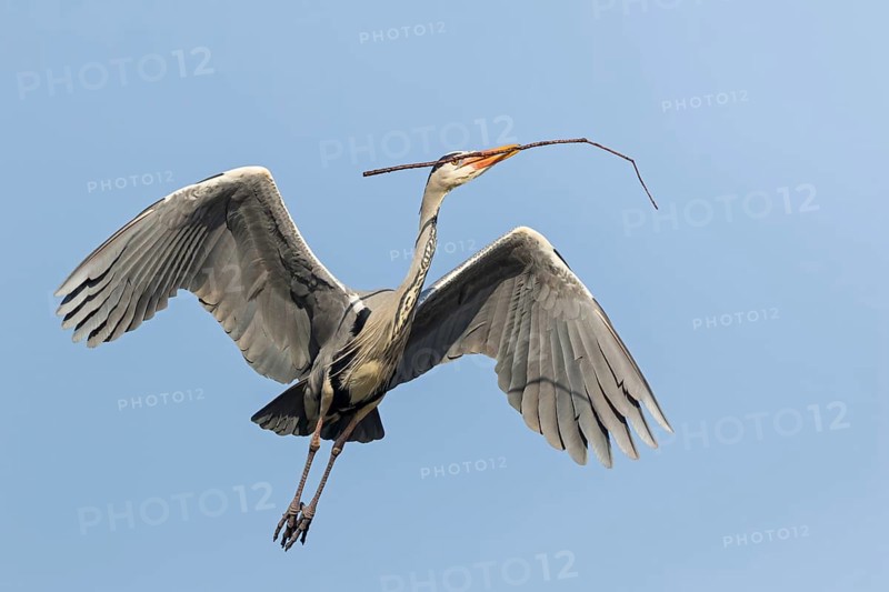 Grey heron, heron, nest, nesting material, (Ardea cinerea), blue sky, wildlife, animals, birds, heron, Luisenpark, Mannheim, Baden-Würrttemberg, Federal Republic of Germany