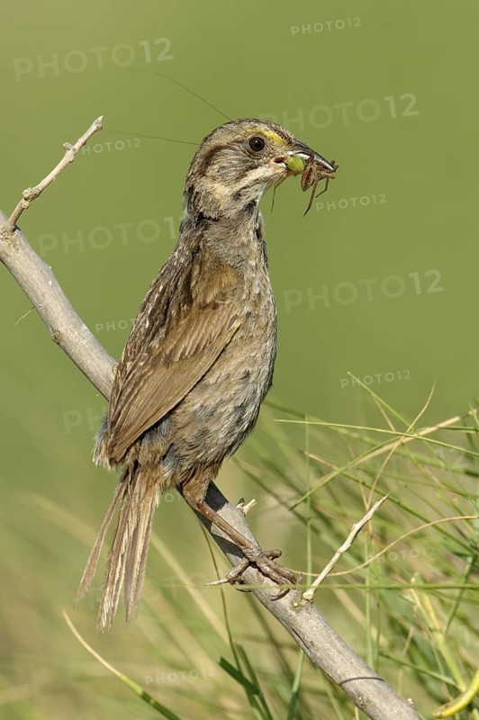 Seaside Sparrow (Ammodramus maritimus), Texas, USA